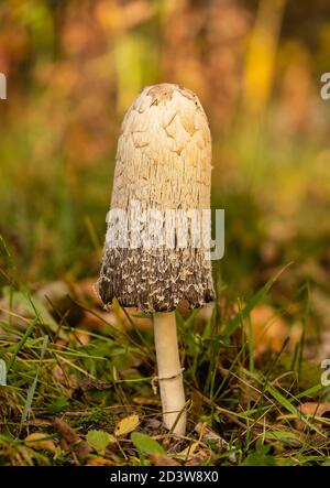 Shaggy Mane (Coprinus comatus) Pilz im Herbst in Südzentral Alaska. Stockfoto