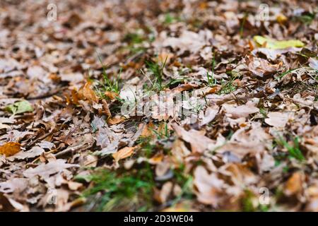 Trockene braune Eiche Laub liegt auf dem Boden mit grünem Gras, Natur fallen Hintergrund mit verschwommenen Seiten Stockfoto