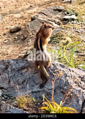 Chipmunk mit gefüllten Wangen, Grand Teton National Park, Wyoming, USA Stockfoto