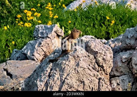 Chipmunk mit gefüllten Wangen, Grand Teton National Park, Wyoming, USA Stockfoto