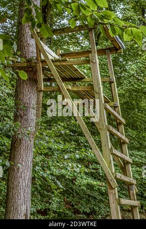 der Stuhl des jägers wurde zwischen den Ästen hochgestellt und an einen Baum gelehnt, Jaegerspris, Dänemark, 8. Oktober 2020 Stockfoto