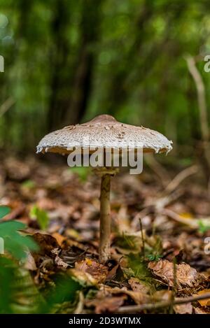 Köstlicher Blushing Wood Pilz mit einer breiten Kappe wächst zwischen den Blättern in einem grünen Wald, Jaegerspris, Dänemark, 9. Oktober 2020 Stockfoto