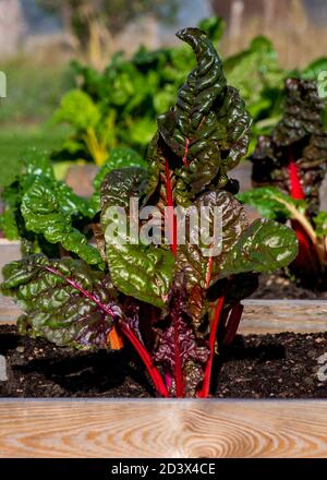 Schöne starke Mangold Pflanze mehrfarbig in einer Zuteilung oder Garten Aufgenommen an einem sonnigen Herbsttag verschwommener Hintergrund für Text Überlagerung Stockfoto