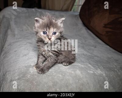 Verdünnte Schildpatt Kätzchen etwa vier Wochen alt sitzen auf einem Sofa Blick direkt hinter der Kamera. Sehr dickes, flauschiges Fell, flauschiges Gesicht. Das süßeste. Stockfoto