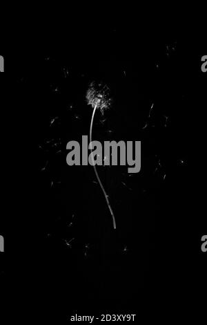 LÖWENZAHN (Schwarz in Weiß) Stockfoto