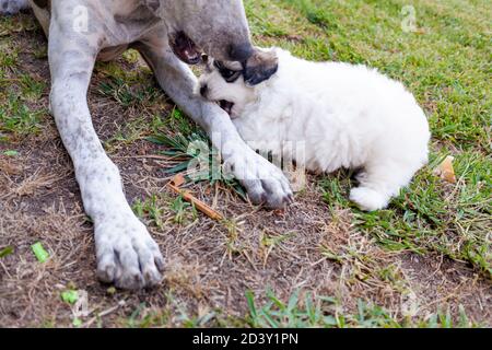 Maltese bichon Welpen spielen beißen die Pfote eines großen Hundes. Stockfoto