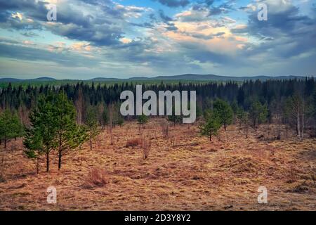 Frühlingshafte Landschaft in einem jungen Fichtenwald. Grüne junge Tanne im Wald vor dem Hintergrund von blauem Himmel und Wolken. Stockfoto