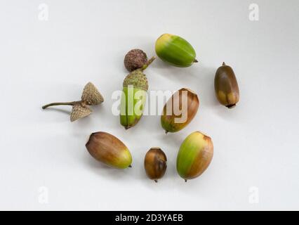 Grüne und braune Eicheln liegen auf einer weißen Oberfläche Stockfoto