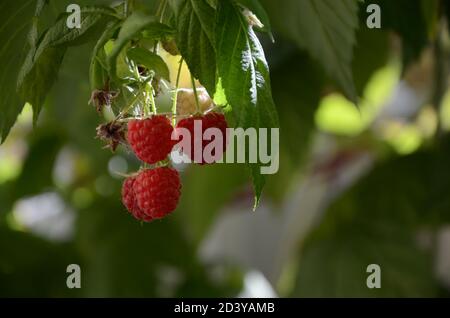 Zweig der reifen Himbeeren Stockfoto