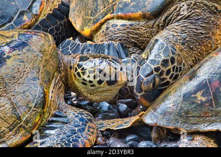 Zwei grüne Meeresschildkröten, die sehr nahe beieinander am Ufer auf Maui ruhen. Stockfoto