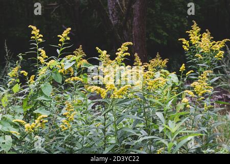 Die wilden Blüten von Solidago canadensis oder später Goldrute. Selektiver Fokus. State Blume der US-Bundesstaaten Kentucky und Nebraska Stockfoto