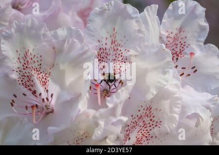 Blass weiß und rosa Rhododendron wächst mit Biene auf der Suche nach Pollen Stockfoto