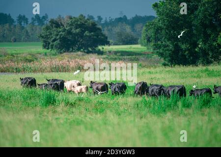 Ländliche Kühe weiden auf einer grünen Wiese. Ländliche Lebenswelt. Tiere. Landwirtschaftliches Land. Stockfoto