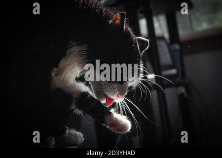 Katze leckt sich nach einem Bad trocken Stockfoto