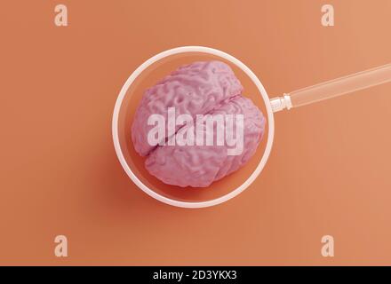 Human rosa Gehirn Modell und Lupe auf orangenen Hintergrund, Mensch Studie Konzept, 3d-Illustration Stockfoto