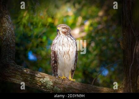 Ein jugendlicher Red shouldered Hawk Barches in einem Baum bei Sonnenuntergang in den Florida Everglades. Stockfoto