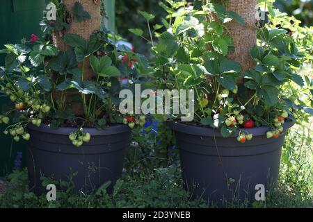 Nahaufnahme von jungen Erdbeerpflanzen in einem Blumentopf Stockfoto