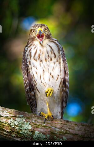 Ein sehr expressiver Jugendlicher Red shouldered Hawk steht in einem Baum in den Florida Everglades. Stockfoto