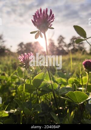 Blühendes Kleeblatt blüht auf einer Wiese. Stockfoto