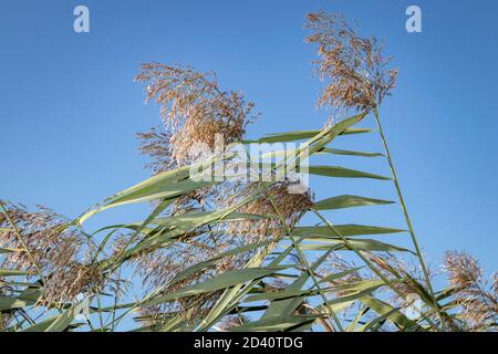 Perrenial gemeine Schilfgras (Phragmiten) und Samen Köpfe weht in Der Wind - mit blauem Himmel in der Ferne Stockfoto