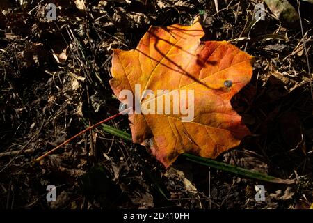 Maple Tree Leaf, die einfach auf einem Trail gehen lassen Im Cuyahoga Valley National Park Stockfoto