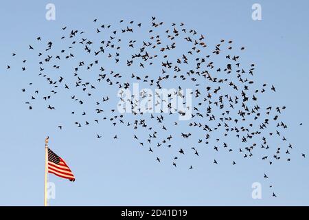 Washington, Vereinigte Staaten Von Amerika. Okt. 2020. Vögel fliegen am 8. Oktober 2020 über dem Weißen Haus in Washington, DC. Quelle: Yuri Gripas/Pool via CNP Quelle: dpa/Alamy Live News Stockfoto