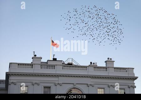 Washington, Vereinigte Staaten Von Amerika. Okt. 2020. Vögel fliegen am 8. Oktober 2020 über dem Weißen Haus in Washington, DC. Quelle: Yuri Gripas/Pool via CNP Quelle: dpa/Alamy Live News Stockfoto