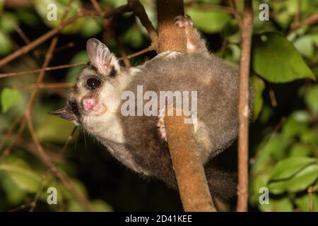 Sugar Glider Jagd im Baum Stockfoto