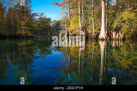 Florida Süßwasserquellen Landschaft bei Morrison Springs Stockfoto