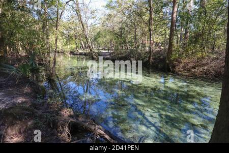 PONCE DE LEON, FLORIDA, USA - 18. Okt 2018: Die klare Quelle läuft durch einen Wald von Bäumen im Ponce De Leon Springs State Park in nordweste Stockfoto