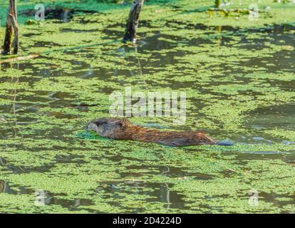 Bisamratschwimmen (Ondatra zibethicus) im Feuchtgebiet Biberteich unter grünen Entenklau auf Teichoberfläche, Castle Rock Colorado USA. Foto aufgenommen im Oktober 2020. Stockfoto