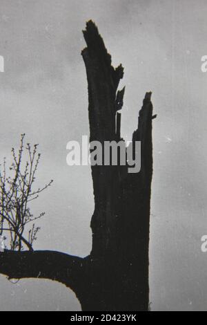 Feine Schwarz-Weiß-Fotografie eines alten toten Baumstumpels aus den 1970er Jahren, der immer noch hoch am Himmel steht. Stockfoto