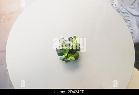 sukkulenten Pflanze in Topf auf Couchtisch Hintergrund Stockfoto