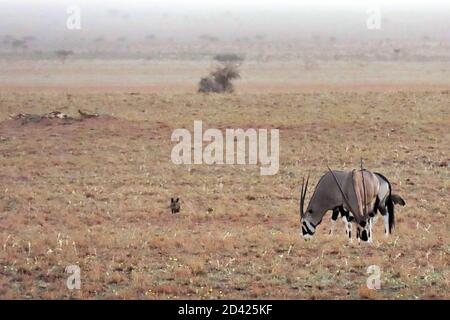 Gemsbok (Südafrikanischer Oryx, Oryx gazella) auf orange-roten Sanddünen im NamibRand-Naturreservat in Namibia. Stockfoto