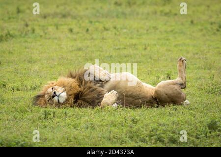 Männlicher Löwe ruht auf seinem Rücken in grünem Gras ein Ngorongoro Krater in Tansania Stockfoto