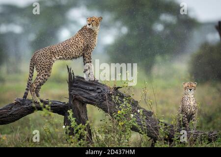 Gepard Brüder stehen auf einem nassen Baum Ast in der Regen in Ndutu in Tansania Stockfoto