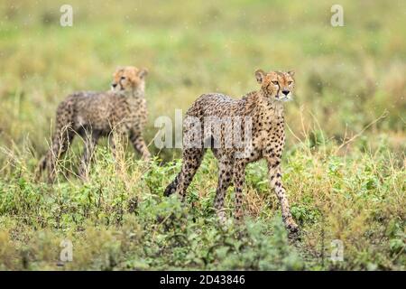 Zwei Erwachsene Geparden, die während des Regens im grünen Busch spazieren Alarm in Ndutu Tansania Stockfoto