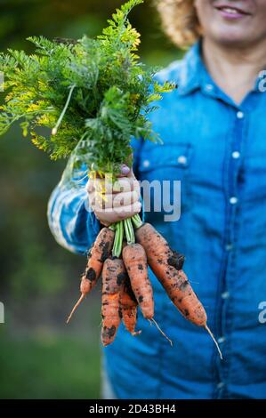 Eine Frau hält eine frische Karotte mit Tops. Stockfoto