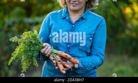 Eine Frau hält eine frische Karotte mit Tops. Stockfoto