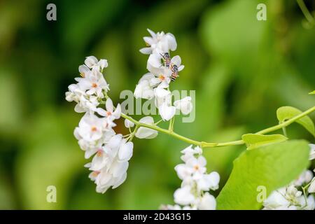 Bienen suchen Nektar aus weißen Blumen im Garten in der Natur, grüner Hintergrund von Bäumen, frische und helle Morgenatmosphäre. Stockfoto