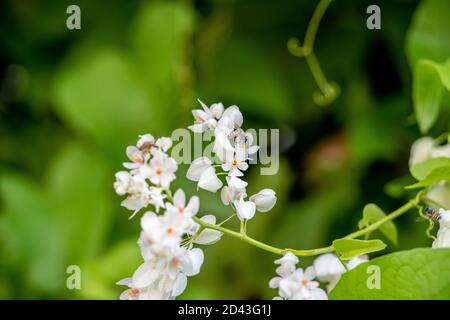 Bienen suchen Nektar aus weißen Blumen im Garten in der Natur, grüner Hintergrund von Bäumen, frische und helle Morgenatmosphäre. Stockfoto