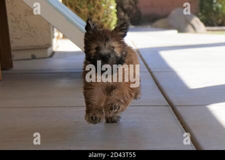 Unser 7-jähriger und unser 3 Monate alter Soft Coated Wheaten Terriers spielen draußen mit purer Freude Ihre Gesichter Stockfoto