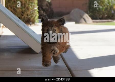 Unser 7-jähriger und unser 3 Monate alter Soft Coated Wheaten Terriers spielen draußen mit purer Freude Ihre Gesichter Stockfoto