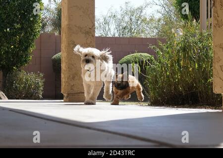 Unser 7-jähriger und unser 3 Monate alter Soft Coated Wheaten Terriers spielen draußen mit purer Freude Ihre Gesichter Stockfoto