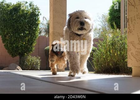 Unser 7-jähriger und unser 3 Monate alter Soft Coated Wheaten Terriers spielen draußen mit purer Freude Ihre Gesichter Stockfoto