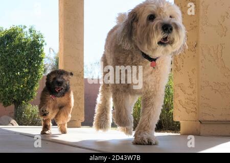 Unser 7-jähriger und unser 3 Monate alter Soft Coated Wheaten Terriers spielen draußen mit purer Freude Ihre Gesichter Stockfoto