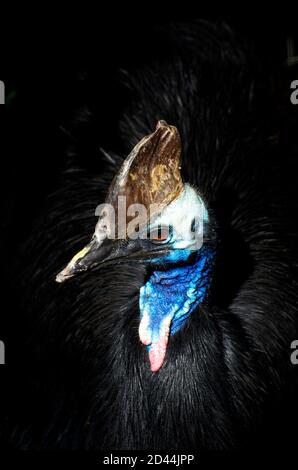 Cassowary gefangen in einem Schacht des Sonnenlichts in der Dunkelheit des Waldes. Als großer tropischer Vogel, der mit der WWU verwandt ist, verteidigen sie ihr Territorium wild. Stockfoto