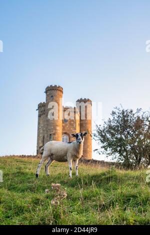 Schafe vor dem Broadway Tower bei Sonnenuntergang im Frühherbst entlang des cotswold Way. Broadway, Cotswolds, Worcestershire, England Stockfoto