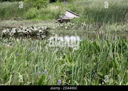 Landschaft eines Süsswasser-Sumpfes und ein Wanderweg am Russell W. Peterson Urban Wildlife Refuge in Wilmington, Delaware Stockfoto