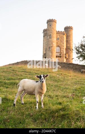 Schafe vor dem Broadway Tower bei Sonnenuntergang im Frühherbst entlang des cotswold Way. Broadway, Cotswolds, Worcestershire, England Stockfoto